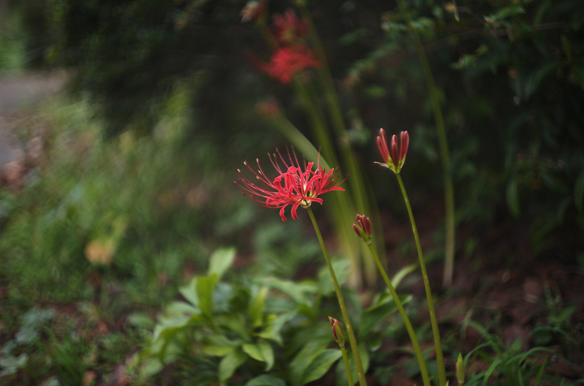 Xenon 50mm f1.5 (L) – FLASHBACK CAMERA